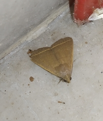 Simplicia cornicalis