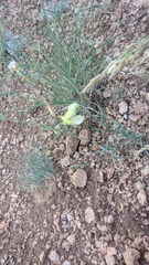 Dianthus marschallii