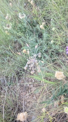 Allium flavum tauricum