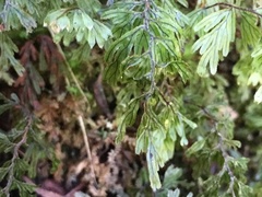 Hymenophyllum lanceolatum