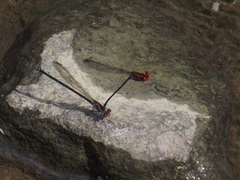 Argia orichalcea