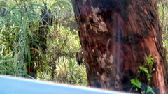 Dryobates stricklandi