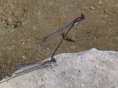 Argia orichalcea