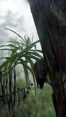 Dryobates stricklandi