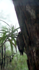 Dryobates stricklandi