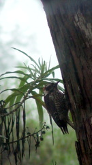 Dryobates stricklandi