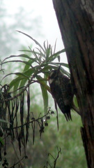 Dryobates stricklandi