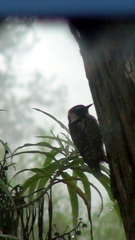 Dryobates stricklandi