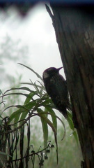 Dryobates stricklandi