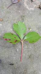 Diplocarpon fragariae