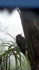 Dryobates stricklandi