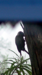 Dryobates stricklandi