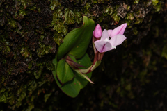 Disa rosea