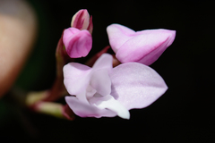 Disa rosea