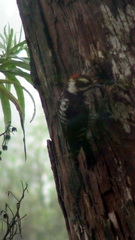 Dryobates stricklandi