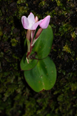 Disa rosea