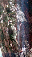 Dryobates stricklandi