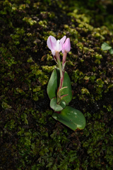 Disa rosea