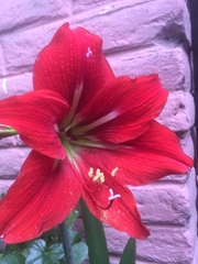Hippeastrum vittatum