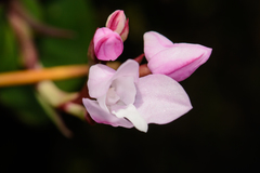 Disa rosea