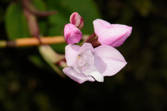 Disa rosea