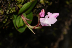 Disa rosea