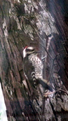 Dryobates stricklandi