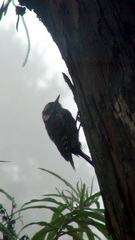 Dryobates stricklandi