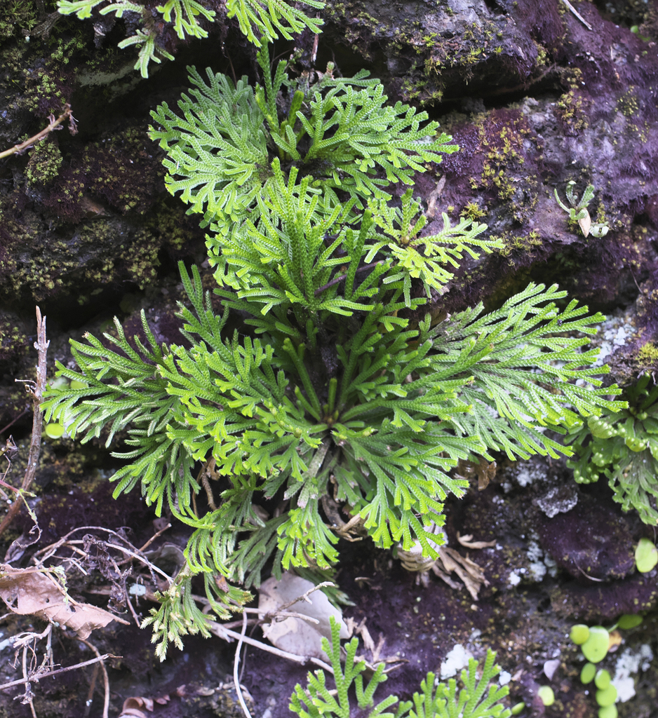 Selaginella tamariscina in October 2020 by 空猫 T. N · iNaturalist