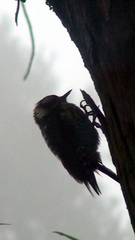 Dryobates stricklandi