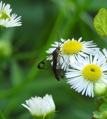 Synanthedon acerrubri