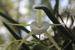 Brassavola nodosa