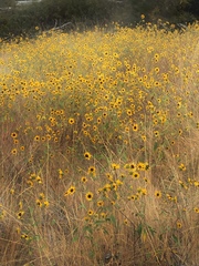 Helianthus exilis