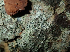 Alyxoria varia