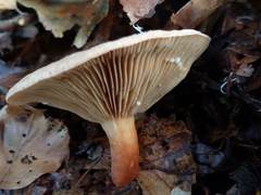 Lactarius subdulcis