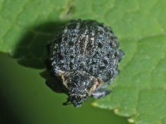 Cionus tuberculosus