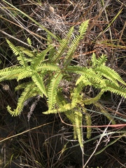 Dicranopteris flexuosa