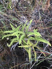 Dicranopteris flexuosa