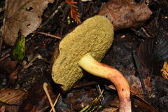 Xerocomellus diffractus