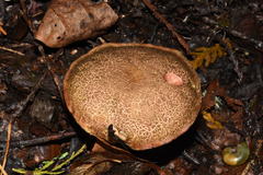 Xerocomellus diffractus