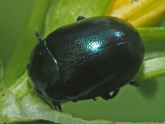 Chrysolina varians