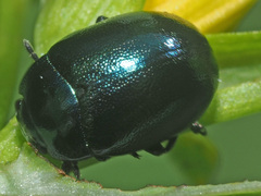 Chrysolina varians