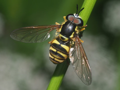 Chrysotoxum cautum