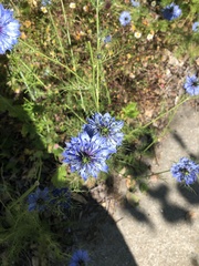 Nigella damascena