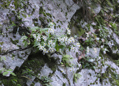 Aster ageratoides ageratoides