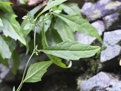 Aster ageratoides ageratoides