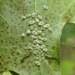 Black-bordered Oak Aphid - Photo (c) christine123, some rights reserved (CC BY), uploaded by christine123