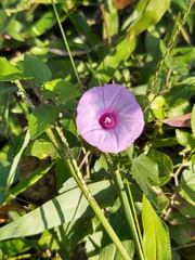 Ipomoea × leucantha