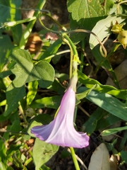 Ipomoea × leucantha