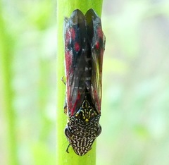 Homalodisca liturata